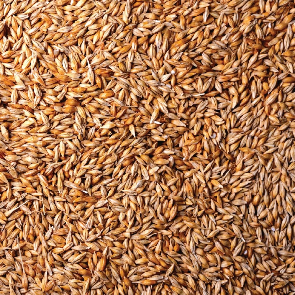 Barley