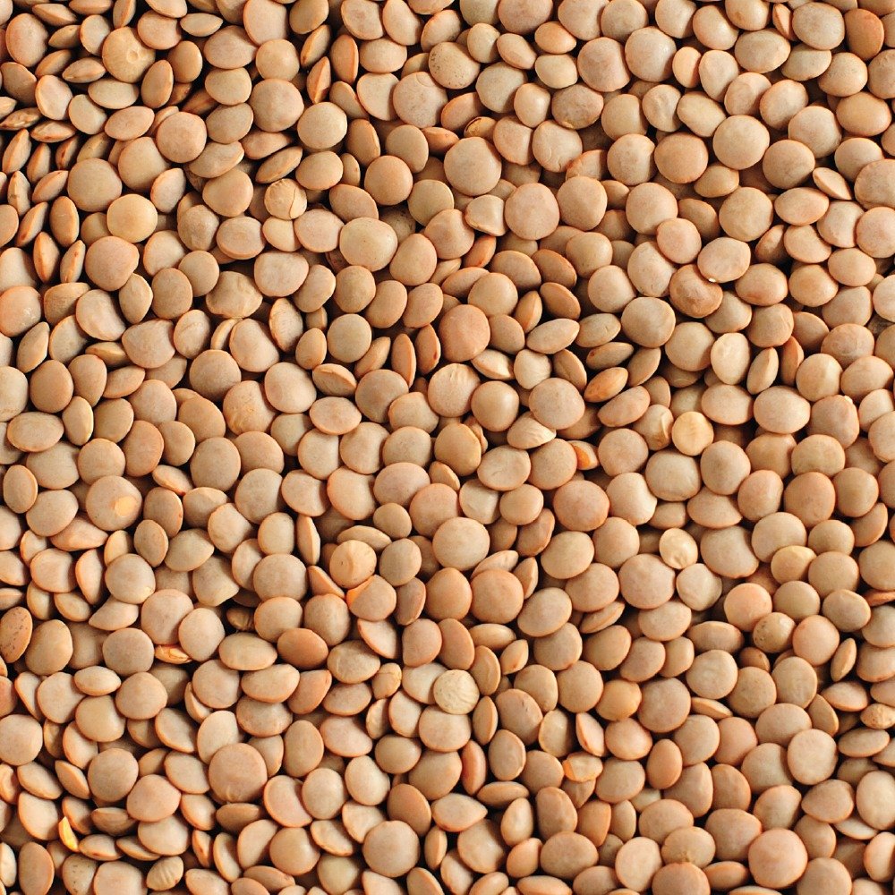 Brown Lentil