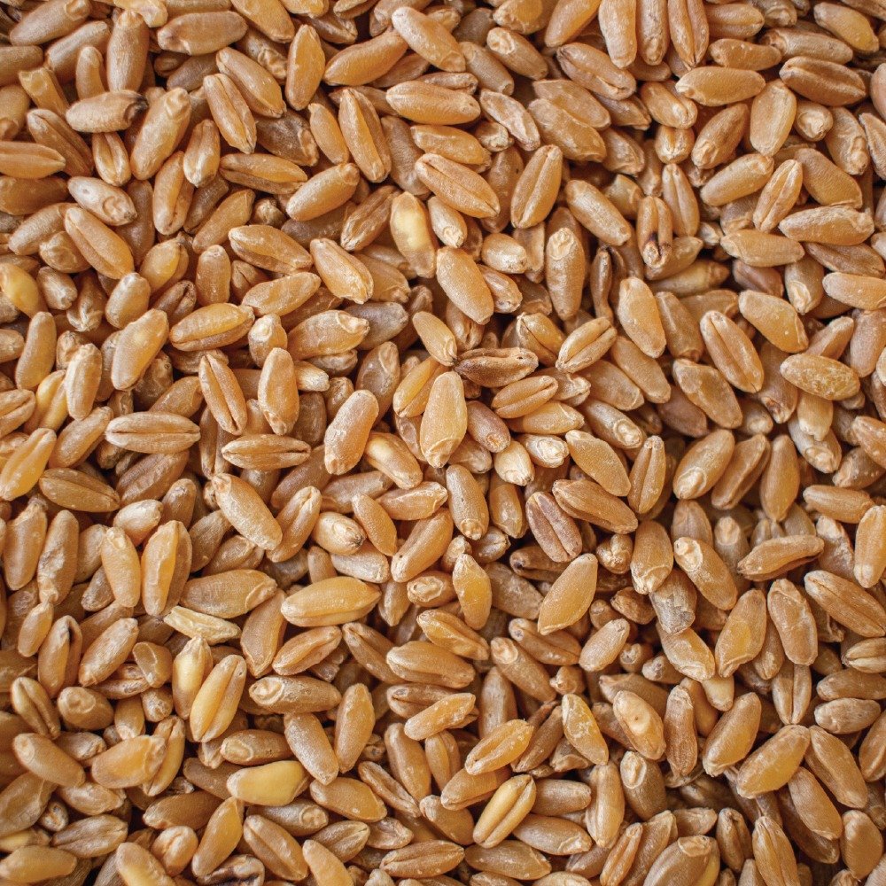 Durum Wheat