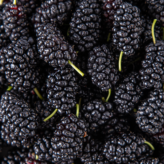 Freeze-Dried Mulberry