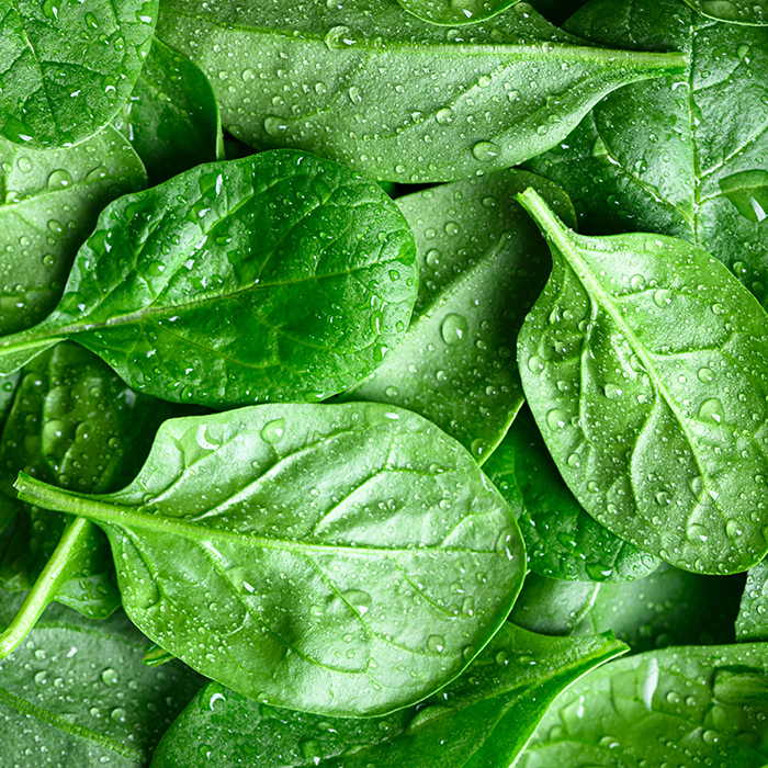 IQF Spinach