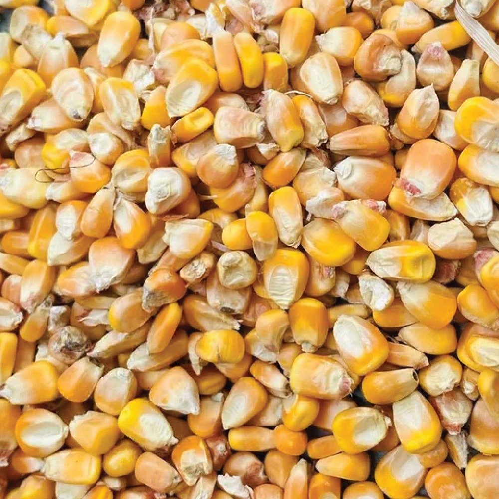 Maize