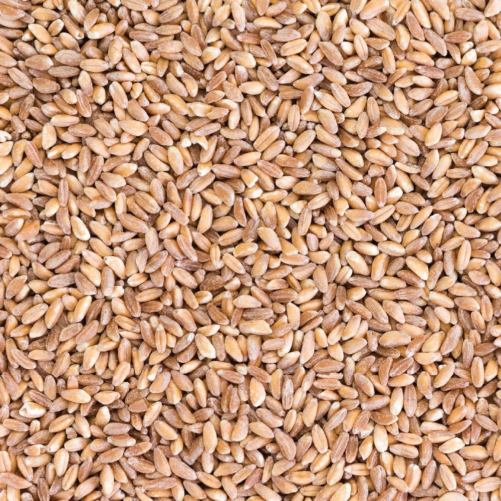Pearled Wheat